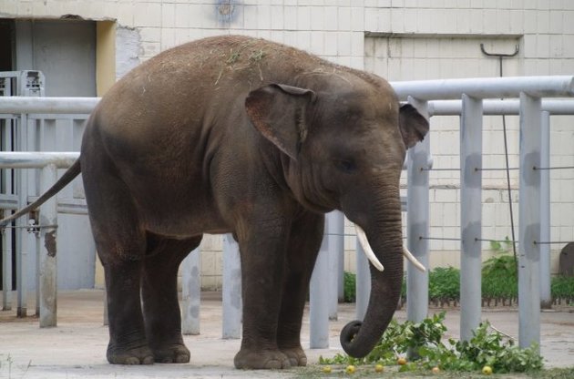 У Киевского зоопарка за долги могут отобрать слона
