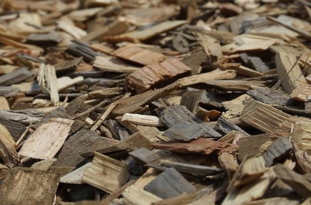 Вчені придумали, як прискорити виробництво біопалива