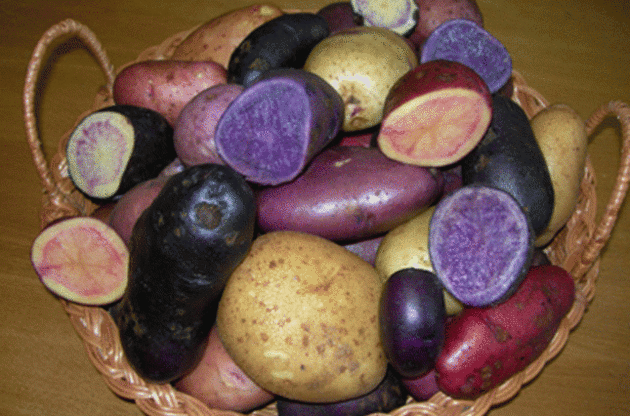 У Білорусі вивели різнокольорову картоплю, збагачену вітамінами