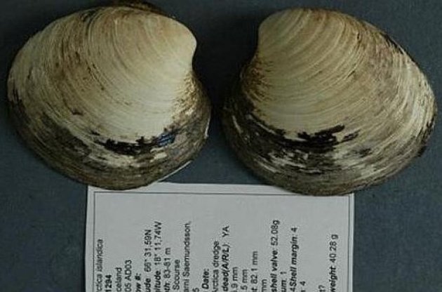 Ученые обнаружили старейшее животное на Земле &mdash; моллюска, который был ровесником Колумба