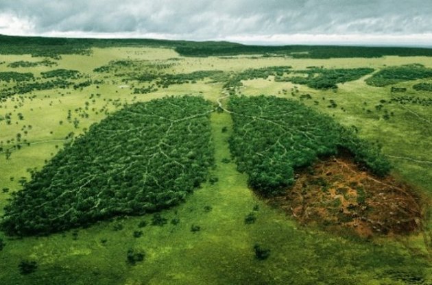 Скорость уничтожения лесов Амазонки за год выросла почти на 30%