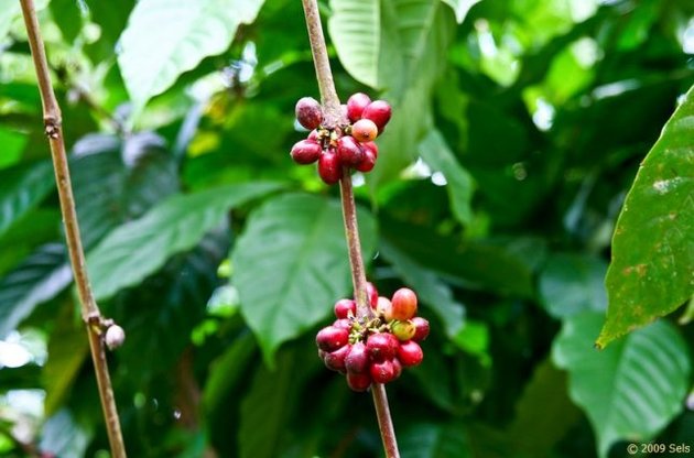 Кофе дорожает рекордными темпами из-за засухи в Бразилии