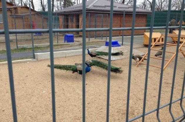 Киевский зоопарк примет зверей, обитавших в резиденции Януковича
