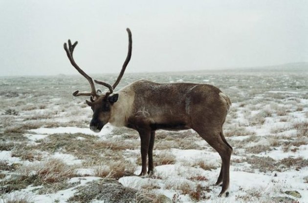 На Чукотці заб'ють на 60% більше оленів через продовольчі санкції Росії