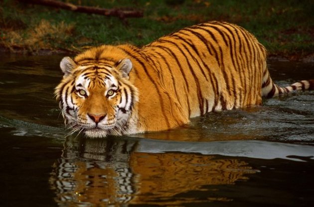 Ще один амурський тигр пішов з Росії в Китай