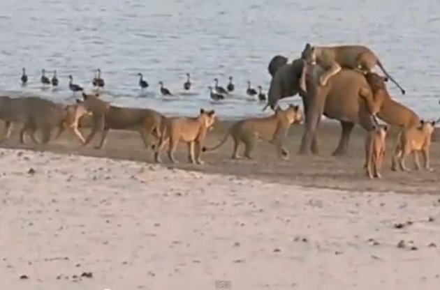 Слоненя розігнав 14 голодних левів, які хотіли його загризти