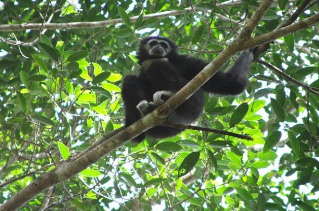 Обезьяны могут сообщить друг другу о хищниках рядом