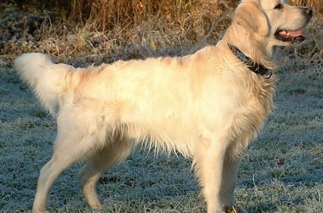 Окситоцин играет главную роль во взаимоотношениях собаки и человека