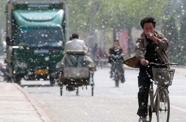 В Китае придумали способ бороться с тополиным пухом