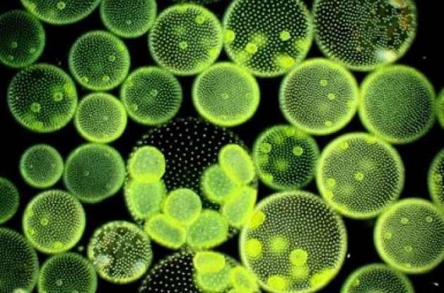 Биологи впервые показали трехмерное видео дифференциации живой клетки