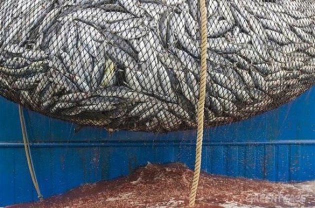 Грінпіс звинуватив Китай у незаконному вилові риби біля берегів Західної Африки