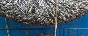 Гринпис обвинил Китай в незаконном вылове рыбы у берегов Западной Африки