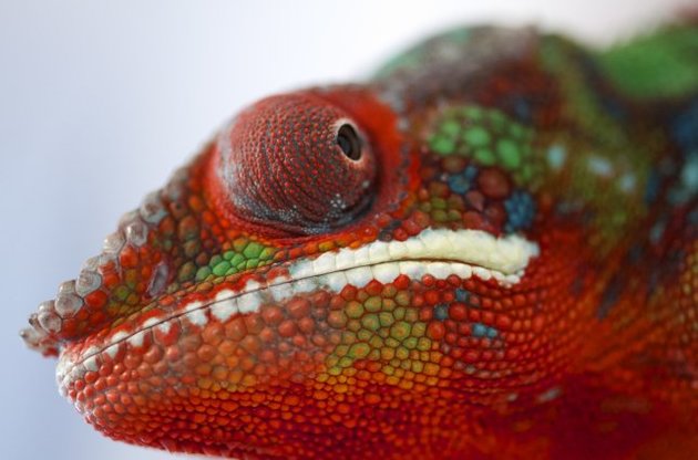 Пантерний хамелеон: 11 у 1