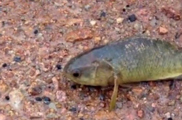В Австралии нашли рыбу, которая может жить без воды шесть дней