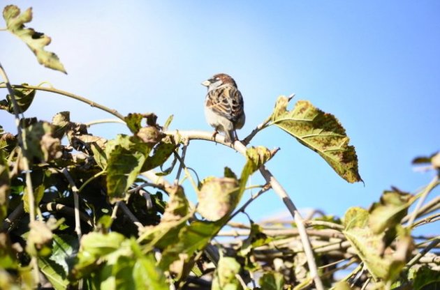 У неділю в Києві +30