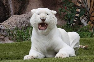 Сбежавший из зоопарка Тбилиси тигр убил человека
