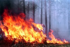 За время АТО в Донецкой области сгорело 1405 гектаров леса