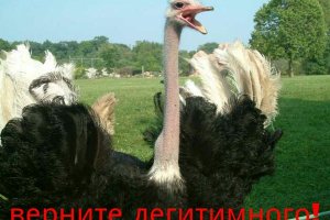 Януковича, который "поддерживает страусов", высмеяли в фотожабах