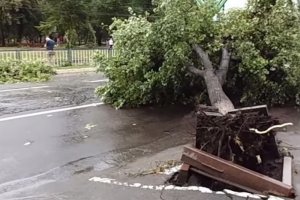 Ураган в Луганске  повалил деревья и оборвал провода