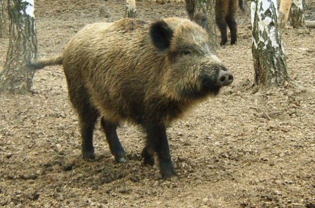 Вірус африканської чуми свиней виявлено відразу в двох областях України