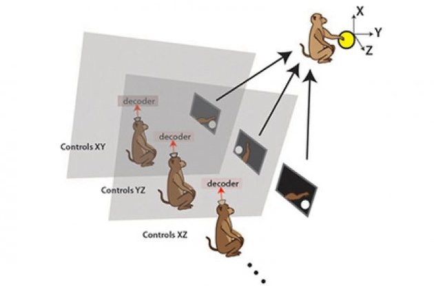 Мавпи змогли синхронізувати свої мізки для виконання завдань