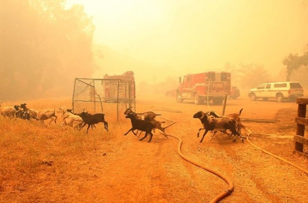 Через лісову пожежу у Каліфорнії евакуювали понад 10 тисяч осіб