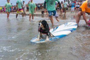 В США прошел турнир по серфингу для собак