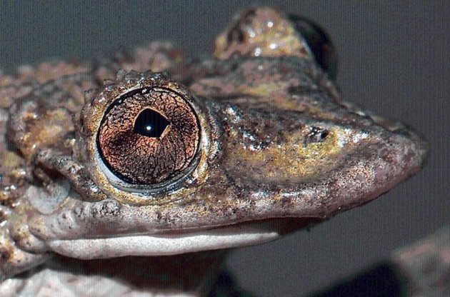 Знайдено перших у світі жаб з отруйним укусом