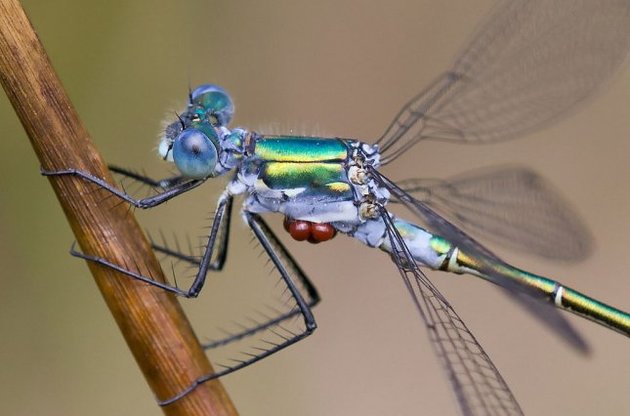 Сенсоры по своей структуре напоминают омматидий &ndash; структурную и функциональную единицу фасеточного глаза насекомых