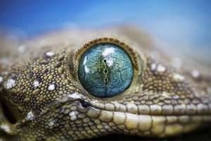 Ученые научились видеть окружающий мир глазами животных