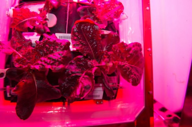 Космонавты впервые съедят выращенный на МКС салат