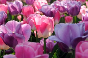 РФ посилила правила ввезення квітів з Нідерландів