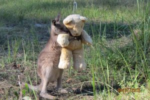 Трогательное фото кенгуренка с плюшевым медведем собрало тысячи "лайков"