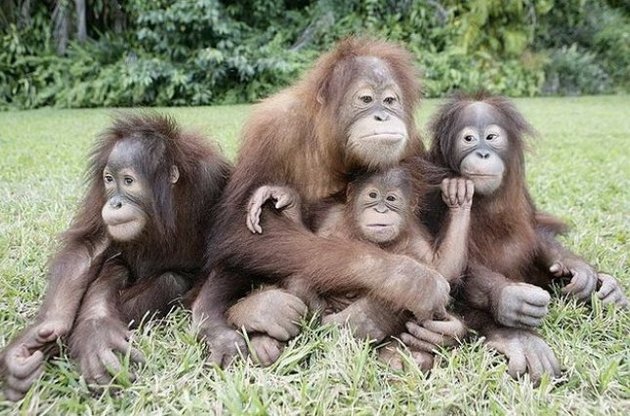 Вчені виростили руку мавпи з використанням клітин людини