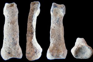 Вчені виявили найдавнішу кістку мізинця людини