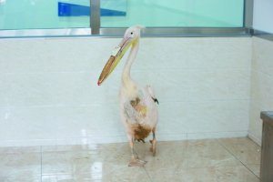 У Китаї пелікану відновили дзьоб, роздрукувавши протез на 3D-принтері