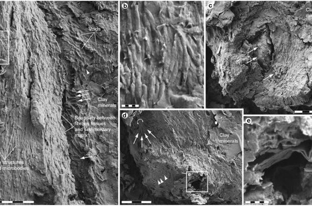 Близьке зображення меланосом у пір&#039;ї динозаврів
