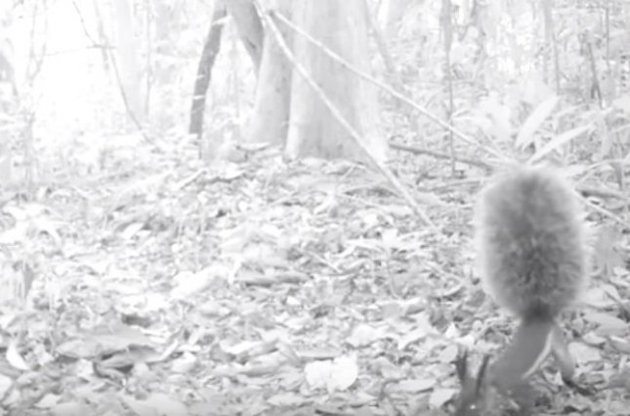 Перший запис білки вченим вдалося отримати через кілька тижнів після початку спостережень