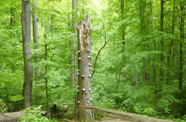 На Закарпатье уничтожают буковые леса из наследия ЮНЕСКО
