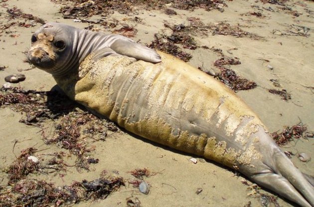 Хутро морських слонів може бути джерелом ртуті у водах