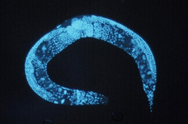 Дана методика дозволяє управляти роботою окремих нейронів або примітивом мозком хробака в цілому, використовуючи високоточний джерело ультразвуку та особливі повітряні бульбашки