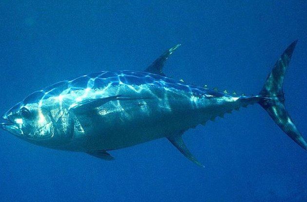 У WWF підкреслили скорочення популяції морських тварин вдвічі за 40 років