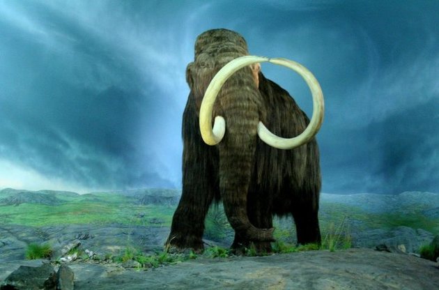 В Якутии найден скелет степного мамонта возрастом 500 тысяч лет
