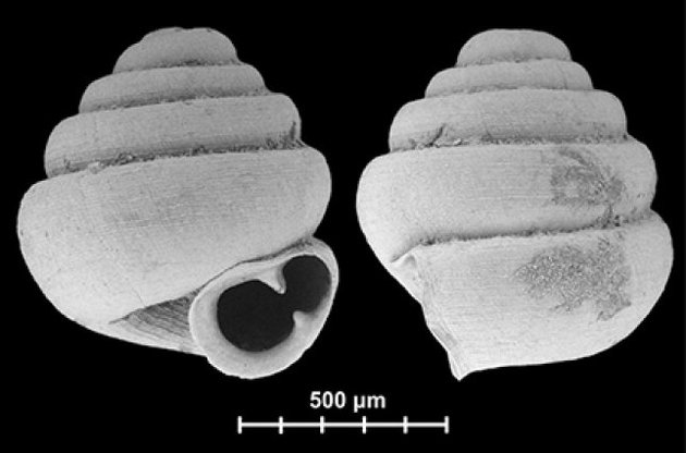 Десять улиток нового вида помещаются в игольное ушко