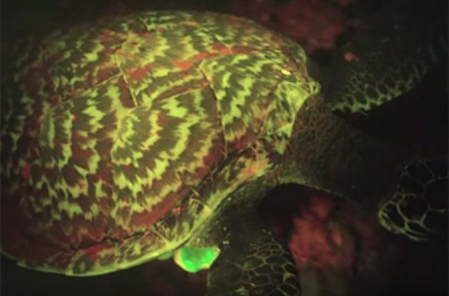 Ученые обнаружили светящуюся в темноте морскую черепаху
