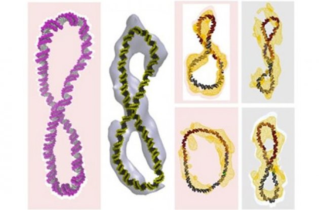 ДНК може приймати будь-які фантастичні форми