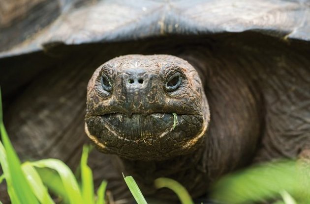 Ученые обнаружили новый вид гигантских черепах