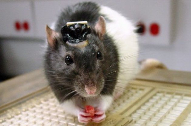 Ученые научили крыс видеть в инфракрасном диапазоне с помощью имплантатов