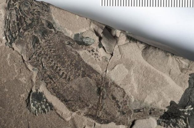 Тільки саламандри зберегли регенеративні здатності в первісному стані