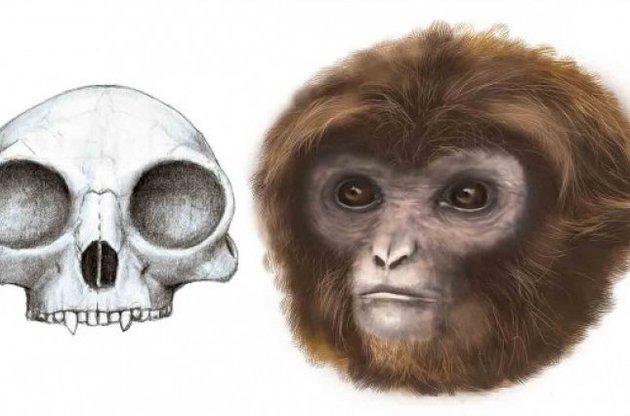 Палеонтологи обнаружили предка всех обезьян и человека
